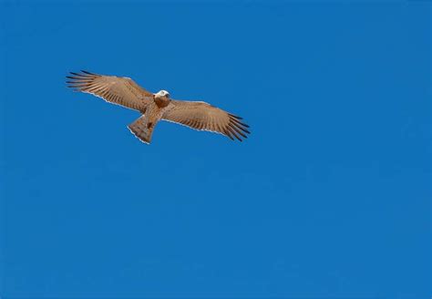 aigle porto|Aigles de l’Algarve